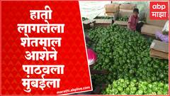 Solapur Sangola Chilly : सांगोल्यात पावसामुळे मिरचीचं नुकसान, ऐन दिवाळीत शेतकरी संकटात
