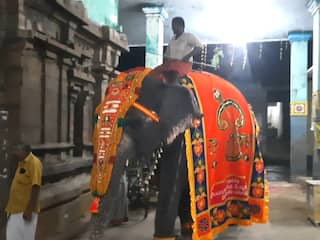 புத்தாடை அணிந்து தீபாவளி.. மயூரநாதர் கோயில் யானை அபயாம்பிகையை பாருங்க...