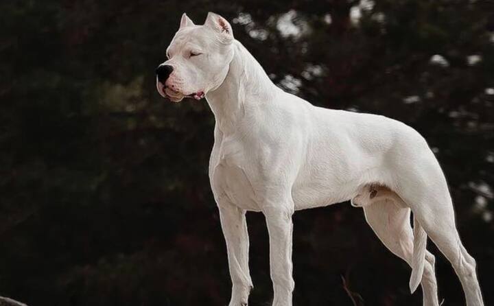 ਇਸ ਤੋਂ ਤੁਸੀਂ ਅਰਜਨਟੀਨਾ (Argentina) ਦੇ ਖਤਰੇ ਨੂੰ ਸਮਝ ਸਕਦੇ ਹੋ ਕਿ ਸਿੰਗਾਪੁਰ, ਫਿਜੀ, ਡੈਨਮਾਰਕ, ਆਸਟ੍ਰੇਲੀਆ, ਆਈਸਲੈਂਡ ਅਤੇ ਯੂਕਰੇਨ ਵਰਗੇ ਵੱਡੇ ਦੇਸ਼ਾਂ ਵਿਚ ਇਸ 'ਤੇ ਪਾਬੰਦੀ ਲਾਈ ਗਈ ਹੈ। ਇਸ ਦਾ ਭਾਰ 40 ਤੋਂ 45 ਕਿਲੋਗ੍ਰਾਮ, ਔਸਤਨ ਕੱਦ 24 ਤੋਂ 27 ਇੰਚ ਅਤੇ ਇਨ੍ਹਾਂ ਦਾ ਜੀਵਨ ਕਾਲ 10-12 ਸਾਲ ਦੇ ਵਿਚਕਾਰ ਹੁੰਦਾ ਹੈ।