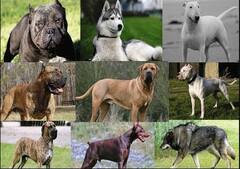 Top Dangerous Dogs: ਇਹ ਹਨ ਦੁਨੀਆ ਦੇ ਸਭ ਤੋਂ ਖ਼ਤਰਨਾਕ ਕੁੱਤੇ, ਇਨ੍ਹਾਂ ਨਾਲ ਪੰਗਾ ਲੈਣਾ ਸਮਝੋ ਜਾਨ ਤੋਂ ਹੱਥ ਧੋਨਾ!