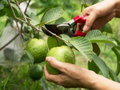 28 साल तक फलों का उत्पादन देगी अमरूद की ये किस्म, हार्वेस्टिंग के 15 दिन तक खराब नहीं होंगे फल