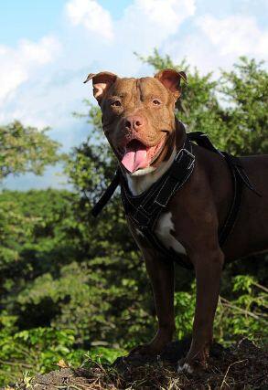 ਇਹ ਹਨ ਦੁਨੀਆ ਦੇ ਸਭ ਤੋਂ Dangerous ਕੁੱਤੇ