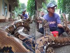 Viral Video: ਵਿਸ਼ਾਲ ਅਜਗਰ ਨਾਲ ਮਸਤੀ ਕਰ ਰਿਹਾ ਸੀ ਆਦਮੀ, ਵੀਡੀਓ ਦੇਖ ਕੇ ਹੈਰਾਨ ਹੋਏ ਲੋਕ!