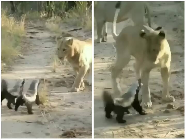 Honey badger was seen fighting with a group of lions video goes viral on social media Video: शेरों के दल ने हनी बैजर पर किया हमला, जंगल के राजा के छूटे पसीने 
