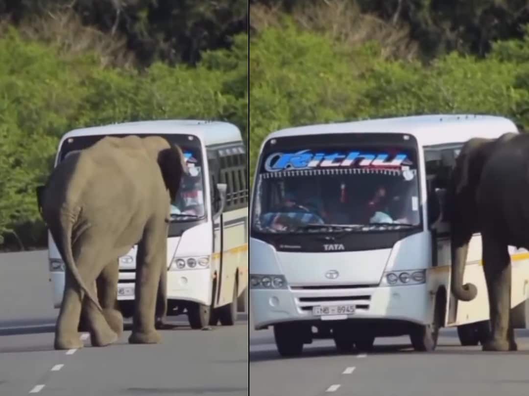 VIRAL VIDEO Wild Elephant Tries To Board Bus. Here's What Happened Next — WATCH Caught On Camera: Wild Elephant Tries To Board Bus. Here's What Happened Next — WATCH