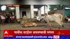 Yavatmal मध्ये गायींना चटईवर बसवण्याची परंपरा, परंपरेवर लम्पी आजाराचं सावट : ABP Majha