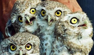 Diwali Owl: ਦੀਵਾਲੀ 'ਤੇ ਉੱਲੂ ਦਾ ਜ਼ਿਕਰ ਕਿਉਂ? ਉੱਲੂ ਨਾਲ ਜੁੜੇ ਇਹ ਨਿਯਮ ਤੋੜਨ 'ਤੇ ਹੋ ਸਕਦੀ ਜੇਲ੍ਹ!