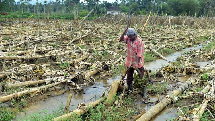 Maharashtra Sangola Marathi News crops damage due to heavy rains farmer families are waiting for help Sangola : बळीराजानं दिवाळी साजरी करायची कशी? परतीच्या पावसाचा पीकांना दणका, शेकडो शेतकरी कुटुंब मदतीच्या अपेक्षेत 
