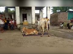 दिवाळीत गायींना चटईवर बसवण्याची स्पर्धा; ग्रामीण भागातील अनोखी प्रथा