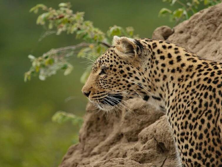 1 Year Old Dies In Mumbai After Violent Attack By A Leopard India News: হঠাৎ ঝাঁপাল চিতাবাঘ, মুম্বইয়ের আরে-তে প্রাণ গেল দেড় বছরের খুদের