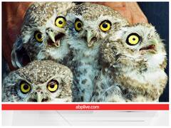 Diwali Owl: दिवाली पर क्यों होता है उल्लू का ज़िक्र? उल्लू से जुड़े इन नियमों को तोड़ने पर हो सकती है जेल!