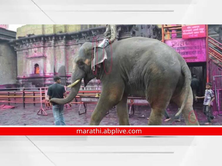 The Sundar Hatti used to carry Kuldaivat Jotiba palanquin dies in Karnataka Sundar Hatti Jotiba : कुलदैवत जोतिबाच्या पालखीचा मानकरी 'सुंदर' हत्तीचे कर्नाटकमध्ये निधन; उशिरा माहिती दिल्याने भाविकांसह वारणा खोऱ्यात नाराजी 