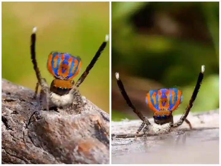 spider was seen dancing like a peacock spreading its colorful wings marathi news Viral Video : कोळ्याचा चक्क मोरासारखा पिसारा? हा रंगीबेरंगी पिसारा पाहून तुम्हीही थक्क व्हाल, व्हिडीओ होतोय व्हायरल