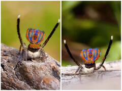 मोर की तरह रंगीन पंख फैला कर नाचते दिखी मकड़ी, होश उड़ा रहा वीडियो