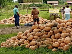 नशीली खेती छोड़ी तो कद्दू ने बना दिया फेमस, अब अफीम के बजाय सब्जियां उगा रहे अरुणाचल प्रदेश के किसान