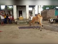 दिवाळीत गायींना चटईवर बसवण्याची स्पर्धा; ग्रामीण भागातील अनोखी प्रथा