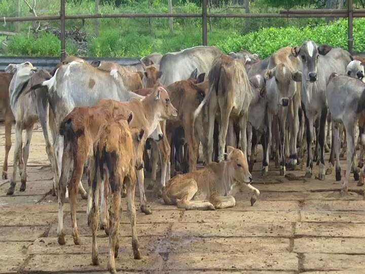 திருத்துறைப்பூண்டியில் நலிவடைந்து வரும் அரசு கால்நடை பண்ணை -  விவசாயிகள் வைத்த கோரிக்கை