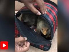 Chennai : சென்னைக்கு கடத்தி வரப்பட்ட அரியவகை கீரிப்பிள்ளை..! தாய்லாந்து பயணி கைது...