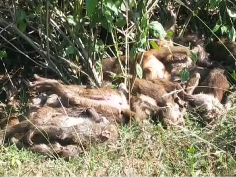 Srikakulam District News Shocker Over 40 Monkeys Allegedly Poisoned to Death Shilagam Village Srikakulam : శిలగాంలో కోతులపై విష ప్రయోగం, 40 వానరాలు మృతి