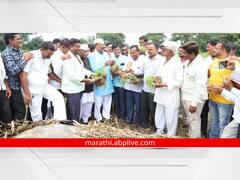 Aurangabad: कृषिमंत्र्यांचा दौरा संपताच पंचनामे करणारं पथक 'नॉट रिचेबल'; आता दिवाळीनंतरच पंचनामे होणार