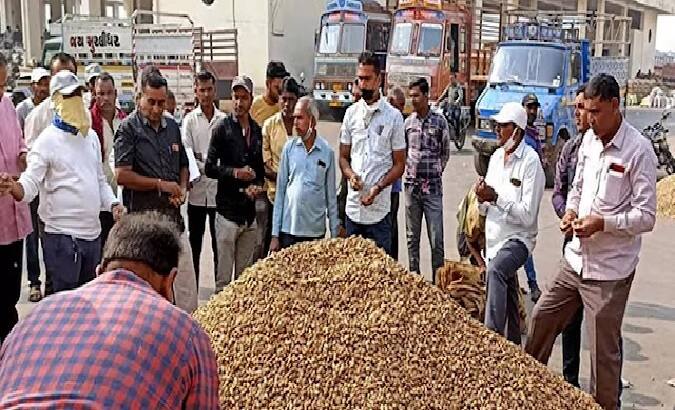 Gujarat Agriculture News: State govt to buy ground nut on support price from labh pancham in state Gujarat Agriculture News: લાભપાંચમથી સરકાર ટેકાના ભાવે મગફળી, મગ , અડદ અને સોયાબીનની કરશે ખરીદી, જાણો કેટલા ખેડૂતોએ કરાવ્યું રજિસ્ટ્રેશન