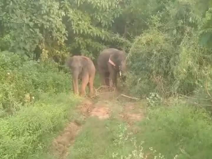 Elephants Trampled Two Cows And A Calf At Manyam District Manyam News: మన్యం జిల్లాలో ఏనుగుల బీభత్సం, ఆవుల మందపై దాడి