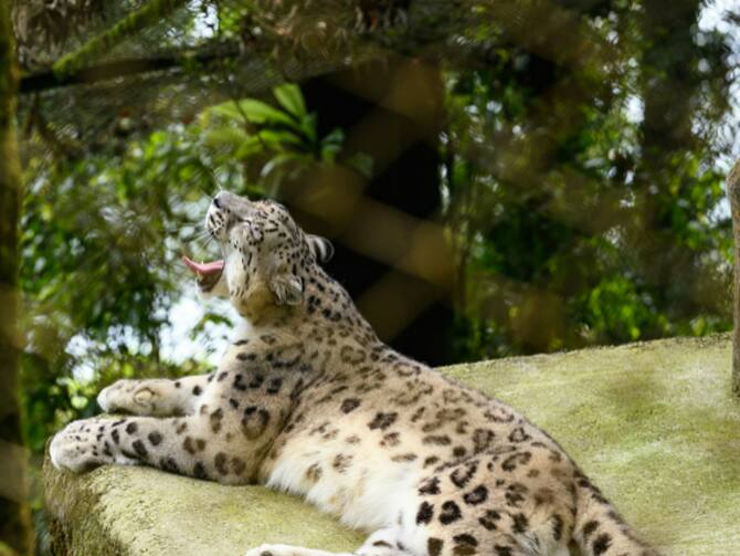 Toddler Killed By Leopard Mumbai Aarey Colony