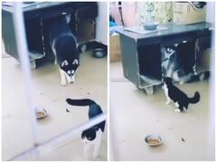 बिल्ली के सामने थर-थर कांपता दिखा कुत्ता, यूजर्स ने दिए फनी रिएक्शन