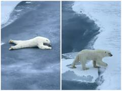 समझदारी से पोलर बियर ने पार की बर्फ की पतली परत, वायरल हुआ वीडियो