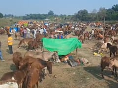 Pakistan’s Poor Struggle As Donkeys Get Costly Due To China’s Ejiao Demand