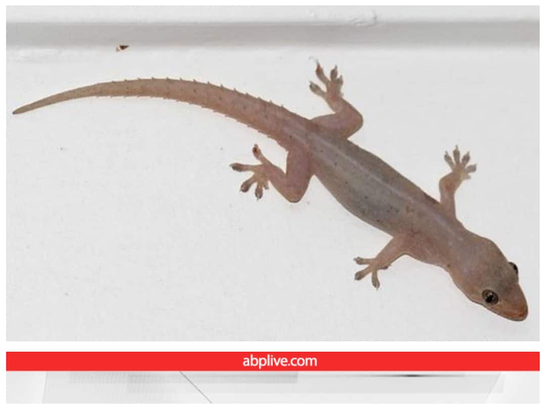 peacock feathers in homes to drive away lizards How effective is this method know here छिपकली को भगाने के लिए लोग घरों में लगाते हैं मोर पंख! कितना असरदार है यह तरीका?