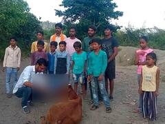 बारां: पैंथर ने गाय को किया घायल, ग्रामीणों ने  की आतिशबाजी तब जंगल में भागा