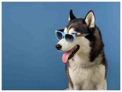 लगातार बढ़ रही हैं डॉग अटैक की घटनाएं, कुत्ते के काटने पर सबसे पहले करें ये काम, नहीं फैलेगा इंफेक्शन  