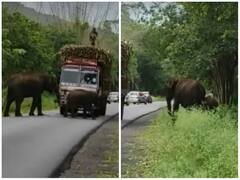 जंगल से गुजर रहे वाहनों को रोक वसूली करते नजर आए हाथी, दिल जीत रहा वीडियो