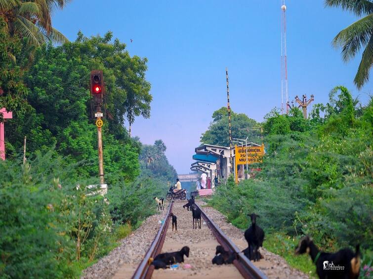 thiruvarur district muthupettai railway track daily accident TNN முத்துப்பேட்டையில் மக்களின் அலட்சியத்தால் தினமும் பலியாகும் கால்நடைகள்