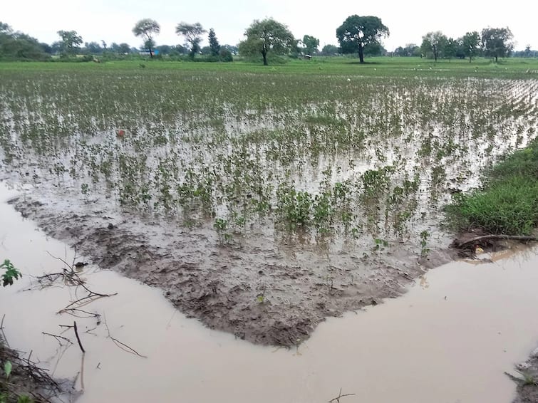 Wet drought should be declared, demand of Kisan Sabha, online trend tomorrow Kisan Sabha : ओला दुष्काळ प्रश्नी आरपार लढणार, किसान सभेचा इशारा, उद्या शेतकऱ्यांसाठी ऑनलाईन ट्रेंड 