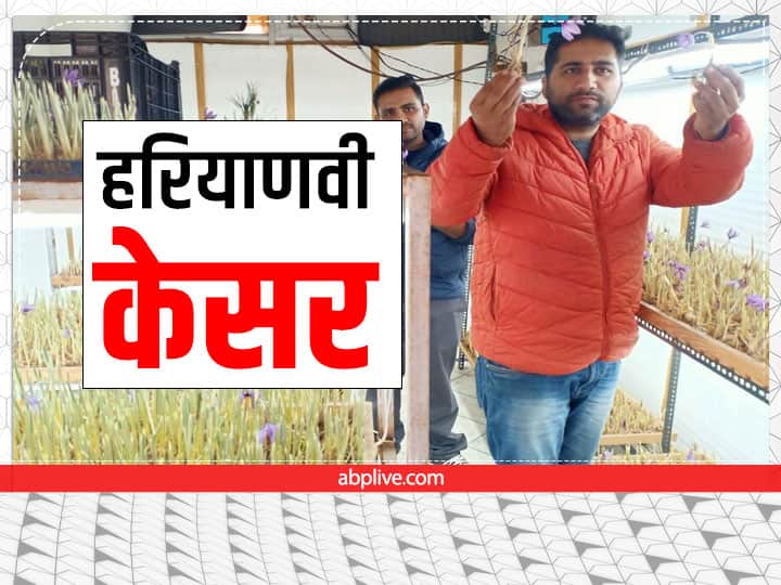 Success Story: हरियाणा में कश्मीरी केसर उगा रही दो भाईयों की जोड़ी, इस Innovative Technique से कमा लिया लाखों का मुनाफा Success Story of Saffron Farming Kesar ki kheti in Azadnagar Haryana by naveen Sindhu praveen sindhu Success Story: हरियाणा में कश्मीरी केसर उगा रही दो भाईयों की जोड़ी, इस Innovative Technique से कमा लिया लाखों का मुनाफा