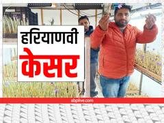 हरियाणा में कश्मीरी केसर उगा रही दो भाईयों की जोड़ी, इस Innovative Technique से कमा लिया लाखों का मुनाफा