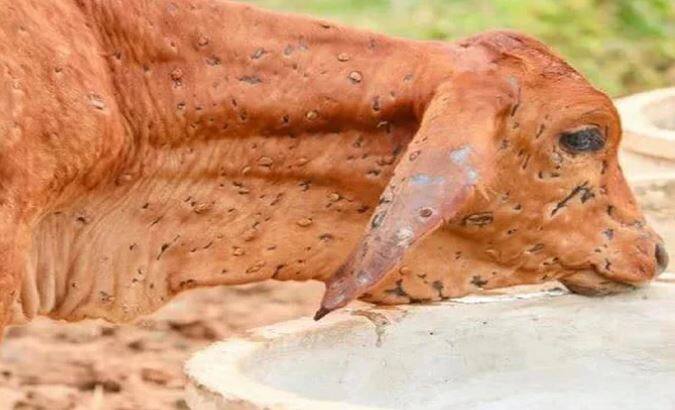शासकीय अधिकाऱ्यांनी पशुपालकांकडे जाऊन औषधोपचार करावेत, पशुसंवर्धन आयुक्तांचे निर्देश