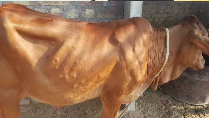 लम्पी स्कीनच्या प्रादुर्भावामुळं राज्यातील पशुपालक चिंतेत