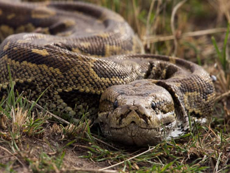 In Indonesia missing woman's body found inside giant Python Indonesia: সর্প-বিভ্রাট: এক সপ্তাহ ধরে নিখোঁজ মহিলা, অজগরের পেট কেটে উদ্ধার দেহ