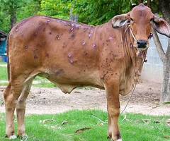 Photo : राज्यातील 32 जिल्ह्यात लम्पी स्कीनचा प्रादुर्भाव