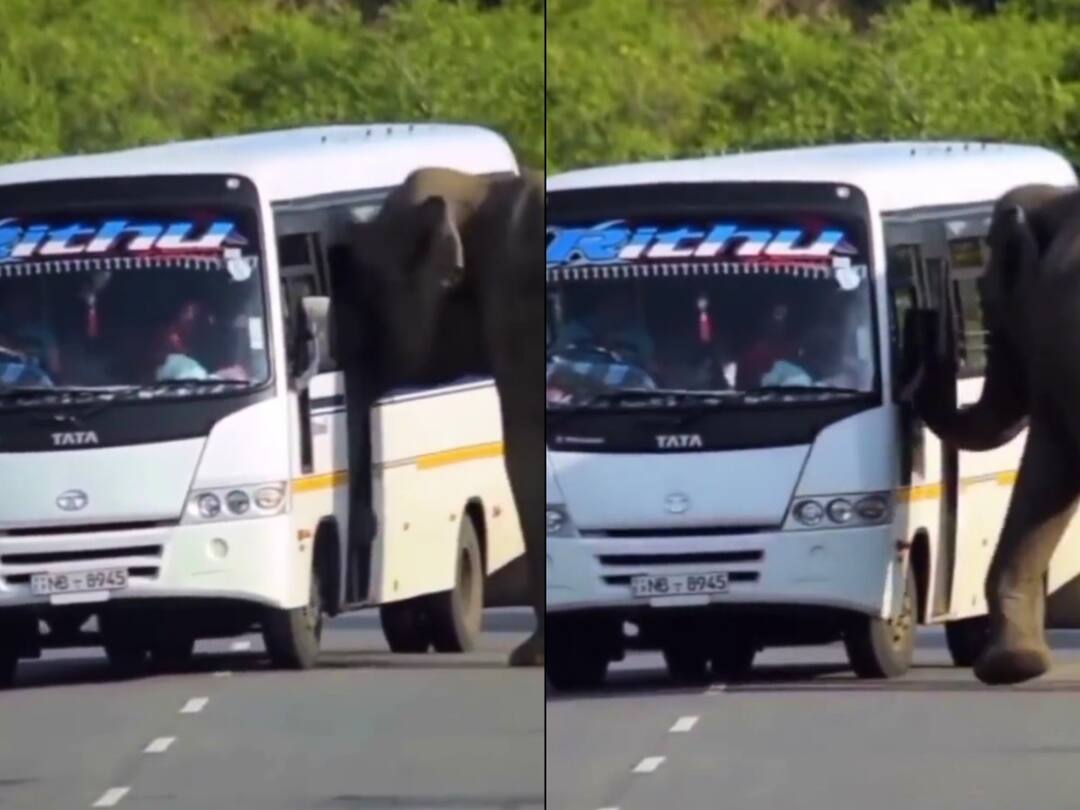 Watch Video: லிஃப்ட் கொடுங்க... டூரிஸ்ட் வாகனத்தை நிறுத்தி ஏற முயற்சித்த யானை! - வைரல் வீடியோ Elephant tries to enter a moving bus video goes viral in social media Watch Video: லிஃப்ட் கொடுங்க... டூரிஸ்ட் வாகனத்தை நிறுத்தி ஏற முயற்சித்த யானை! - வைரல் வீடியோ