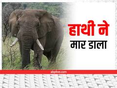 झारखंड के चाकुलिया में जंगली हाथी का आतंक, 70 साल के बुजुर्ग को कुचलकर मार डाला 