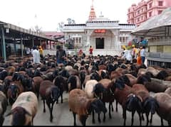 Balumama Admapur : ढोल, कैताळचा गजर अन् भंडाऱ्याच्या उधळणीत आदमापुरात बकरी बुजवण्याचा कार्यक्रम रंगला