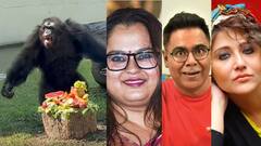 জন্মদিনে আনন্দে তরমুজ ছুড়ল শিম্পাঞ্জি বাবু, দর্শক মীর, স্বস্তিকা, সোহিনী