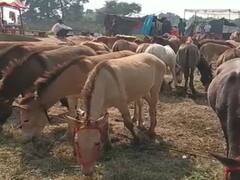 सतना में लगा ऐतिहासिक मेला: सलमान बिका 1 लाख में, शाहरुख को मिले 90 हजार