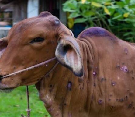 बाधित पशुधनावर सध्या उपचार सुरु, पशुसंवर्धन आयुक्त सचिंद्रप्रताप सिंह यांची माहिती