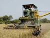 Karimnagar: ప్రారంభం కానున్న వరి కోతలు,  కొనుగోళ్లకు ఏర్పాట్లు చేస్తున్న ప్రభుత్వం - సన్న బియ్యానికి డిమాండ్