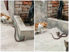 जहरीले सांप के लिए शामत बनी बिल्ली, पंजे के वार से किया शिकार